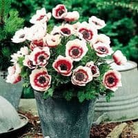 ANEMONE DE CAEN (CORONARIA) “BICOLOR”