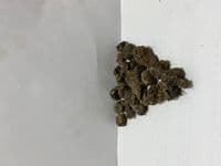 ANEMONE DE CAEN (CORONARIA) “BICOLOR”