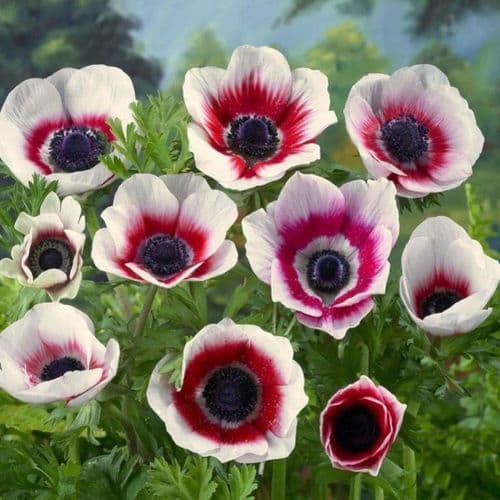 ANEMONE DE CAEN (CORONARIA) “BICOLOR”