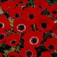 Anemone De Caen- Hollandia (red)