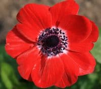 Anemone De Caen- Hollandia (red)