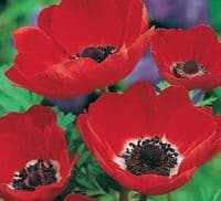 Anemone De Caen- Hollandia (red)