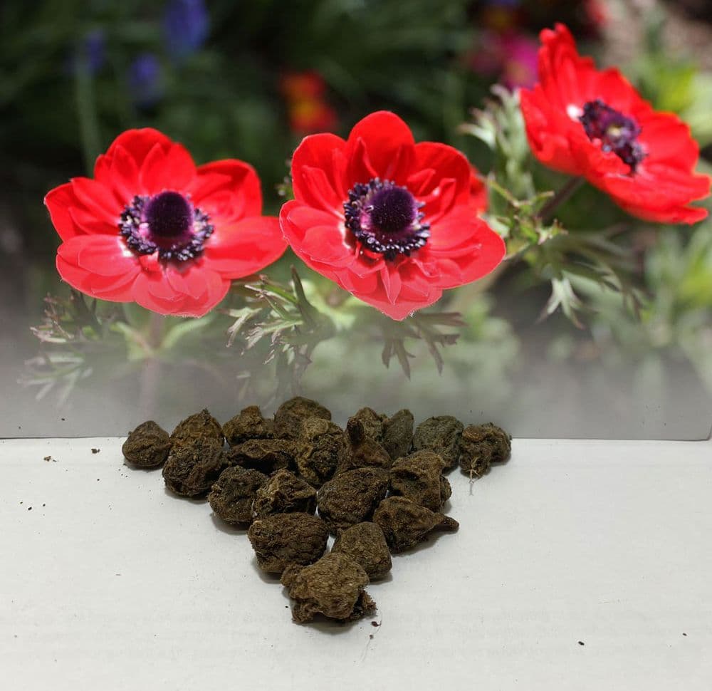 Anemone De Caen- Hollandia (red)