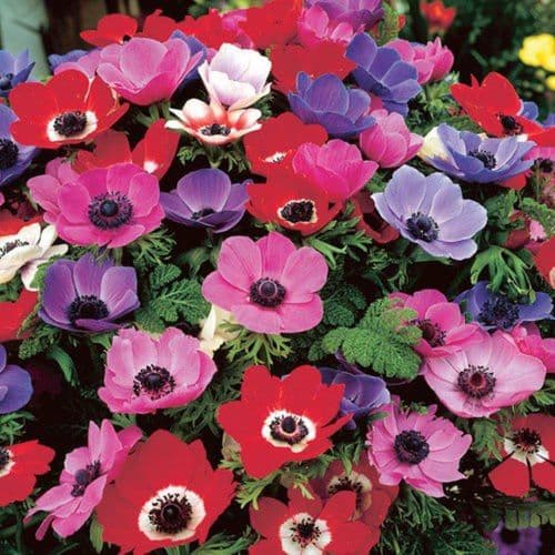 Anemone De Caen-Mixed Colours