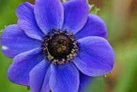 Anemone De Caen-Mr Fokker