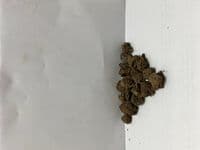 Anemone De Caen-Mr Fokker