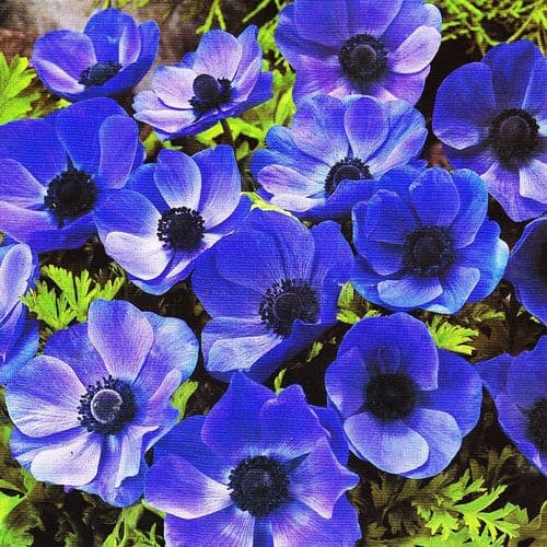 Anemone De Caen-Mr Fokker