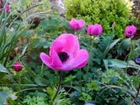 Anemone De Caen-Sylphide