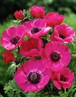Anemone De Caen-Sylphide