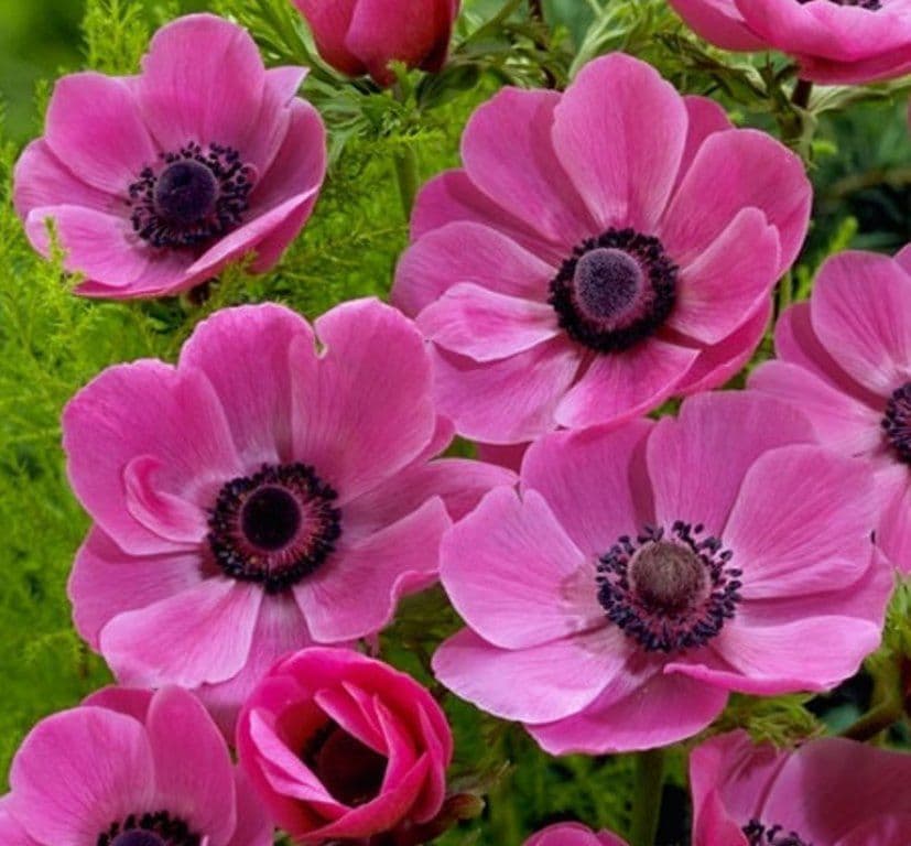 Anemone De Caen-Sylphide