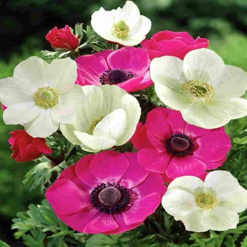 ANEMONE PINK & WHITE MIX (DE CAEN) BULBS IDEAL FOR ROCKERY BORDERS & TUBS (1)