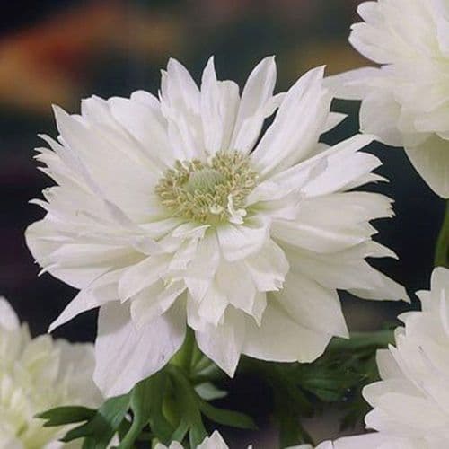 Anemone Saint Brigid-Mount Everest