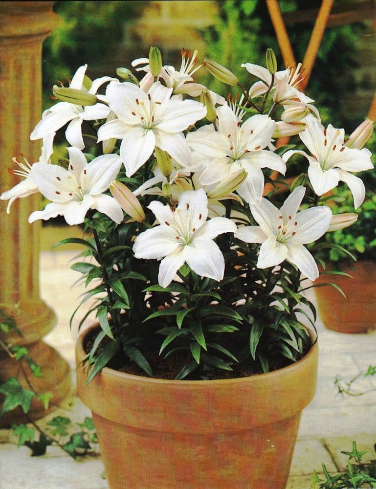 APOLLO ASIATIC LILY