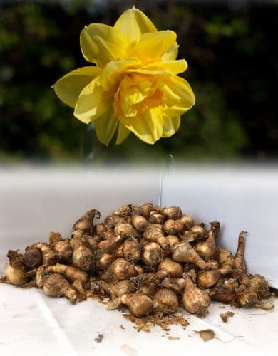 APOTHEOSE DOUBLE DAFFODIL