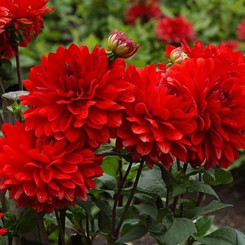 ARNHEM DEORATIVE DAHLIA (BORDER TYPE)