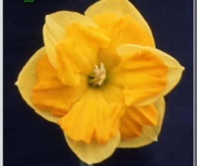ARWENACK SPLIT CORONA DAFFODIL