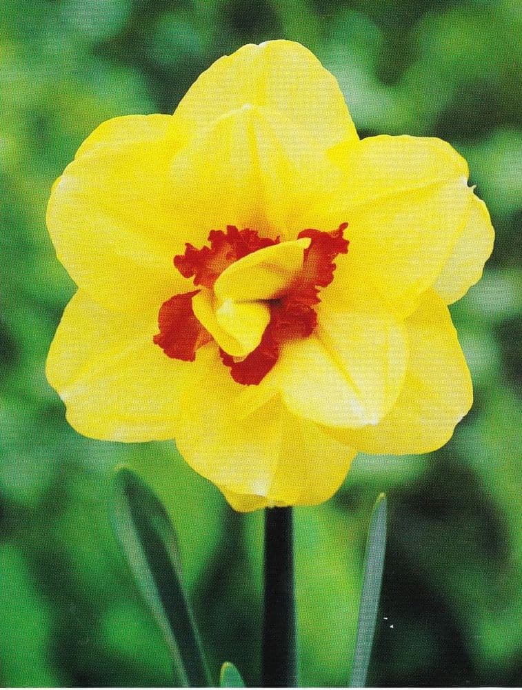 ASCOT DOUBLE NARCISSI
