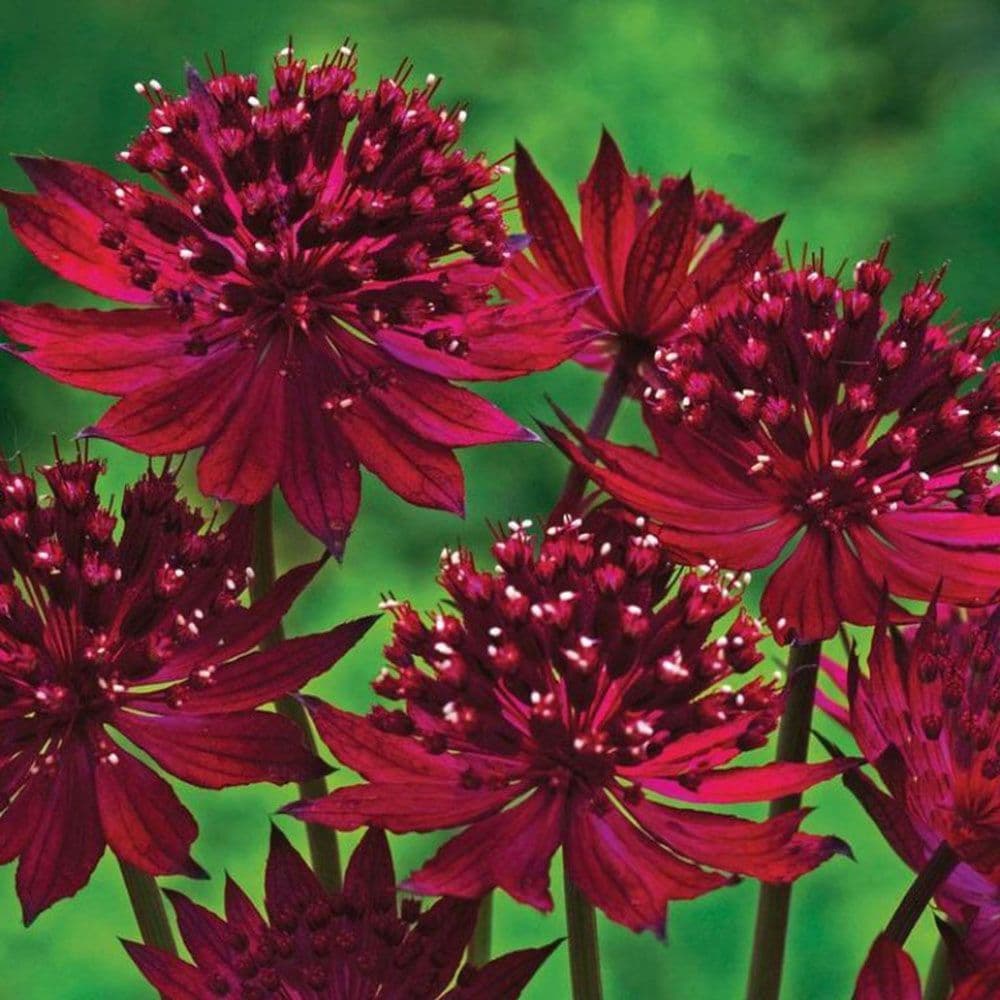 ASTRANTIA MAJOR CLARET - 1