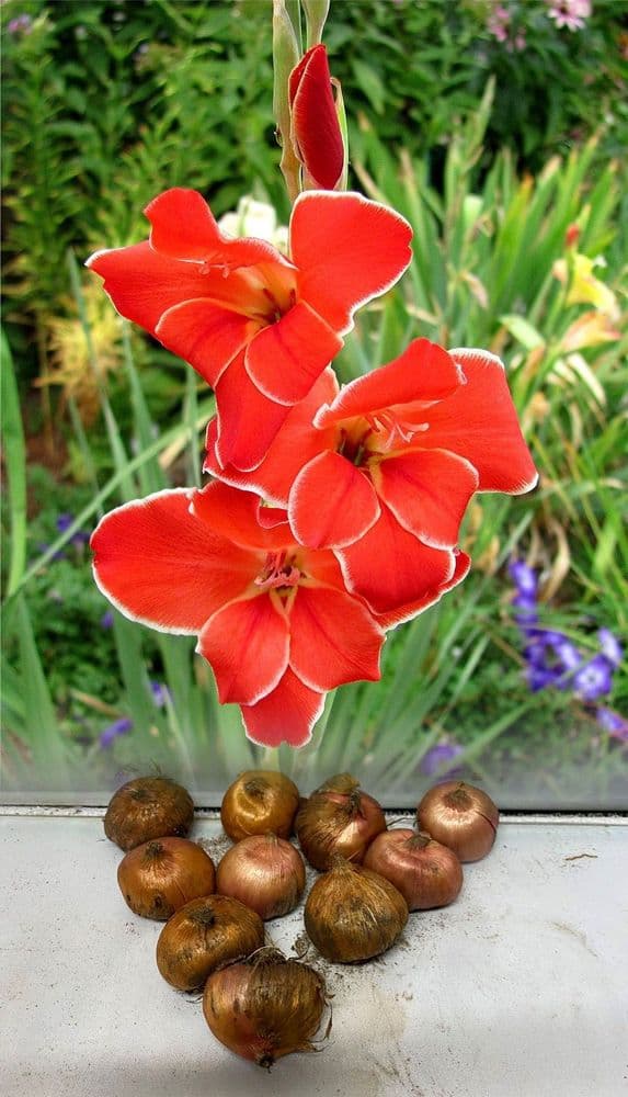 ATOM GLADIOLI PRIMULINUS GLADIOLI