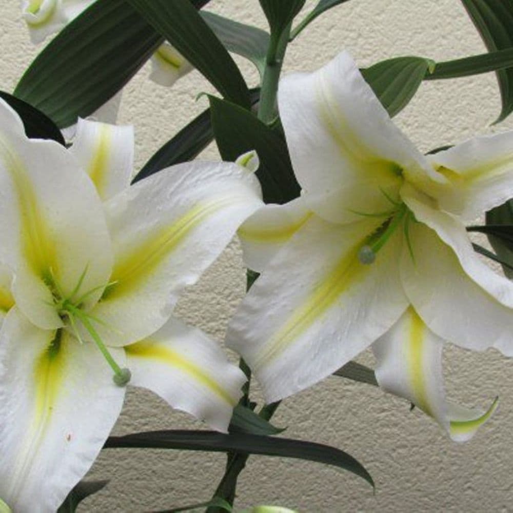 BAFFERARI Oriental Lily