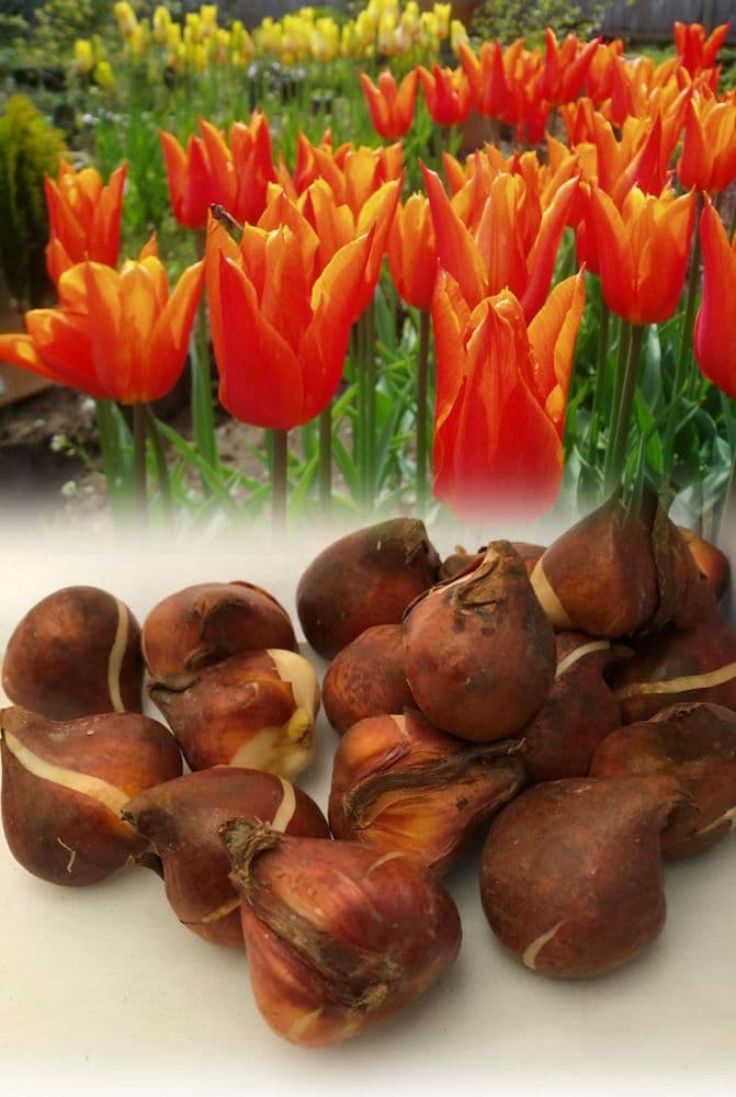 BALLERINA LILY- FLOWERING TULIPS