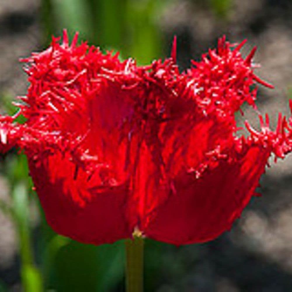 BARBADOS FRINGED (CRISPA) TULIP