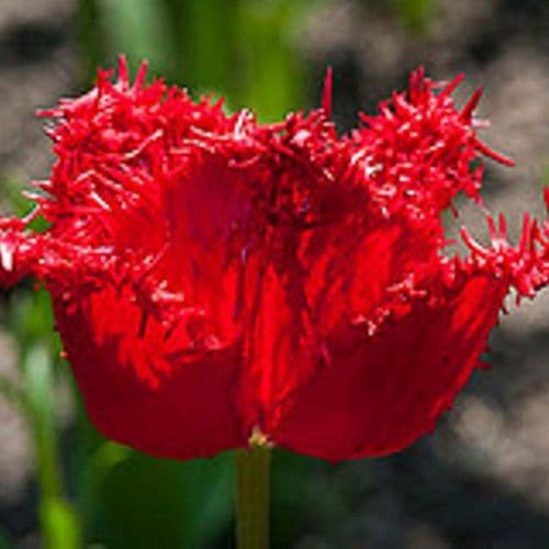 BARBADOS FRINGED (CRISPA) TULIP