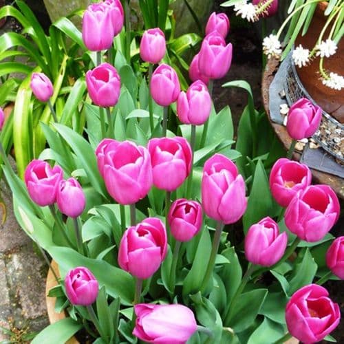 Barcelona Triumph Tulips