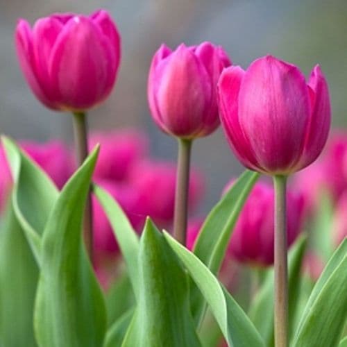 Barcelona Triumph Tulips