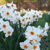 BARRETT BROWNING SMALL-CUPPED DAFFODIL