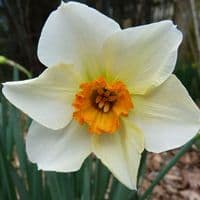 BARRETT BROWNING SMALL-CUPPED DAFFODIL