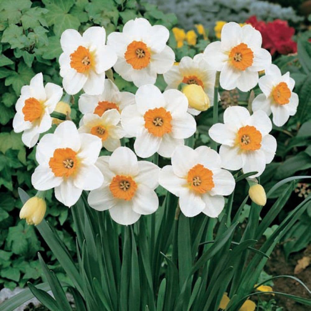 BARRETT BROWNING SMALL-CUPPED DAFFODIL