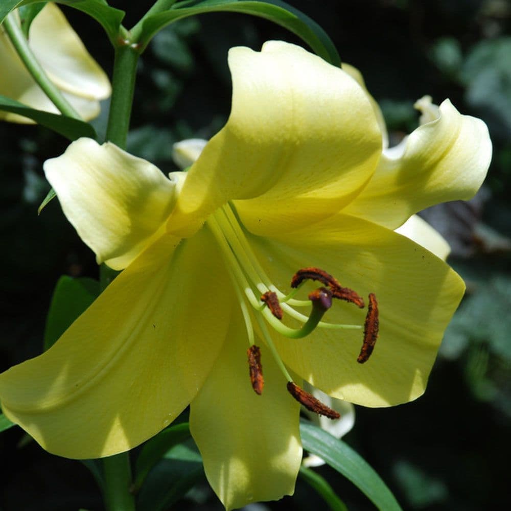 BELLADONNA ORIENTAL TRUMPET LILY (TREE LIKE LILY)