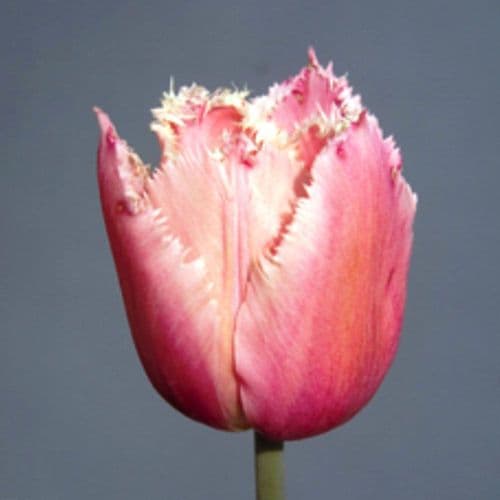 BELLFLOWER FRINGED (CRISPA) TULIP