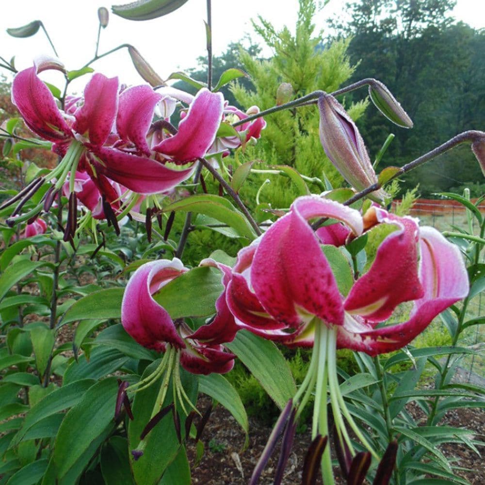 BLACK BEAUTY ORIENTAL TRUMPET LILY (TREE LIKE LILY)