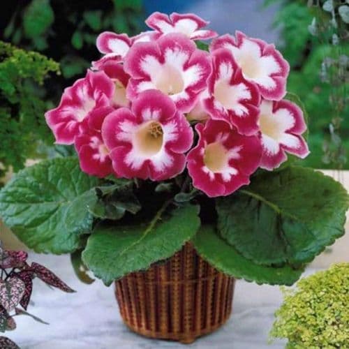 BLANCHE DE MERU GLOXINIA BULBS/CORMS