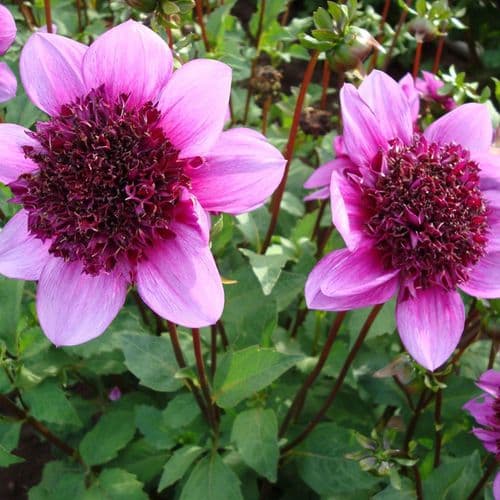 BLUE BAYOU ANEMONE-TYPE DAHLIA