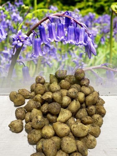 Bluebells