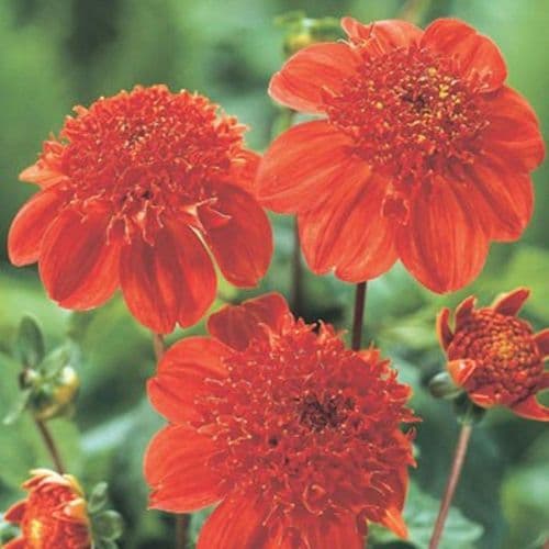 BRIO ANEMONE-TYPE DAHLIA