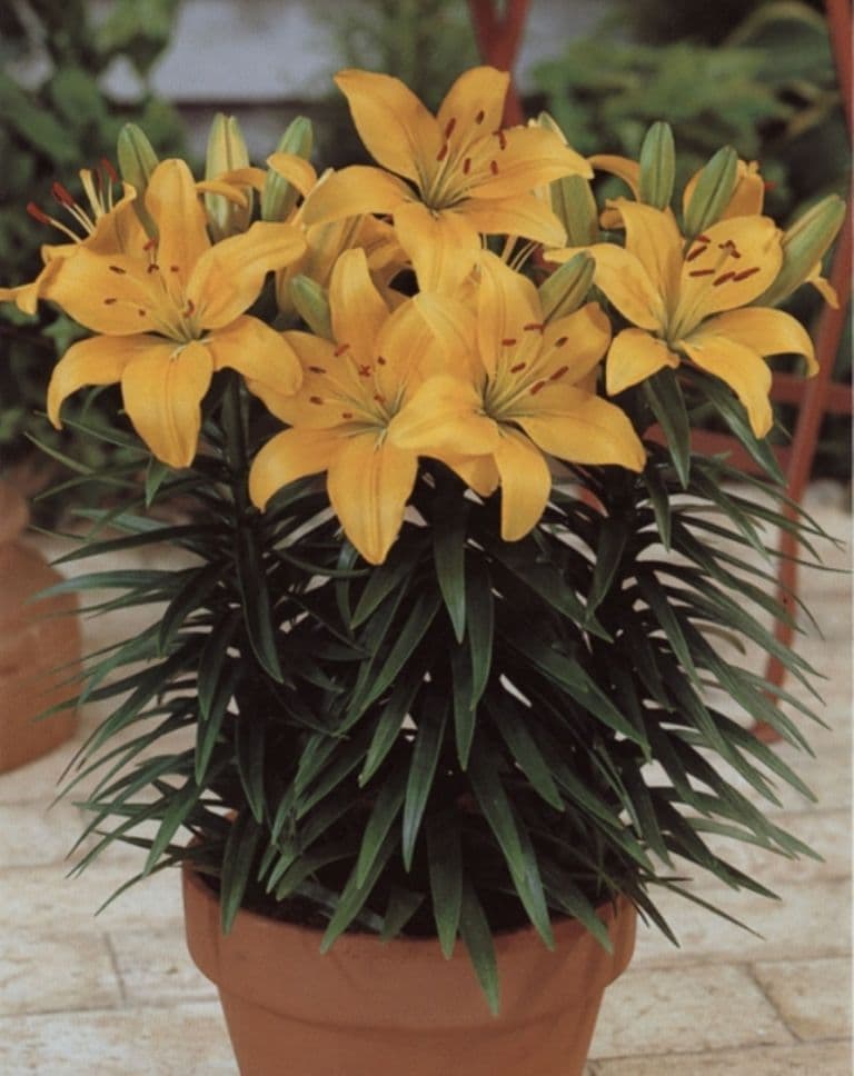 BUTTER PIXIE DWARF ASIATIC LILY