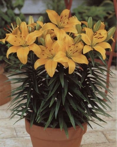 BUTTER PIXIE DWARF ASIATIC LILY