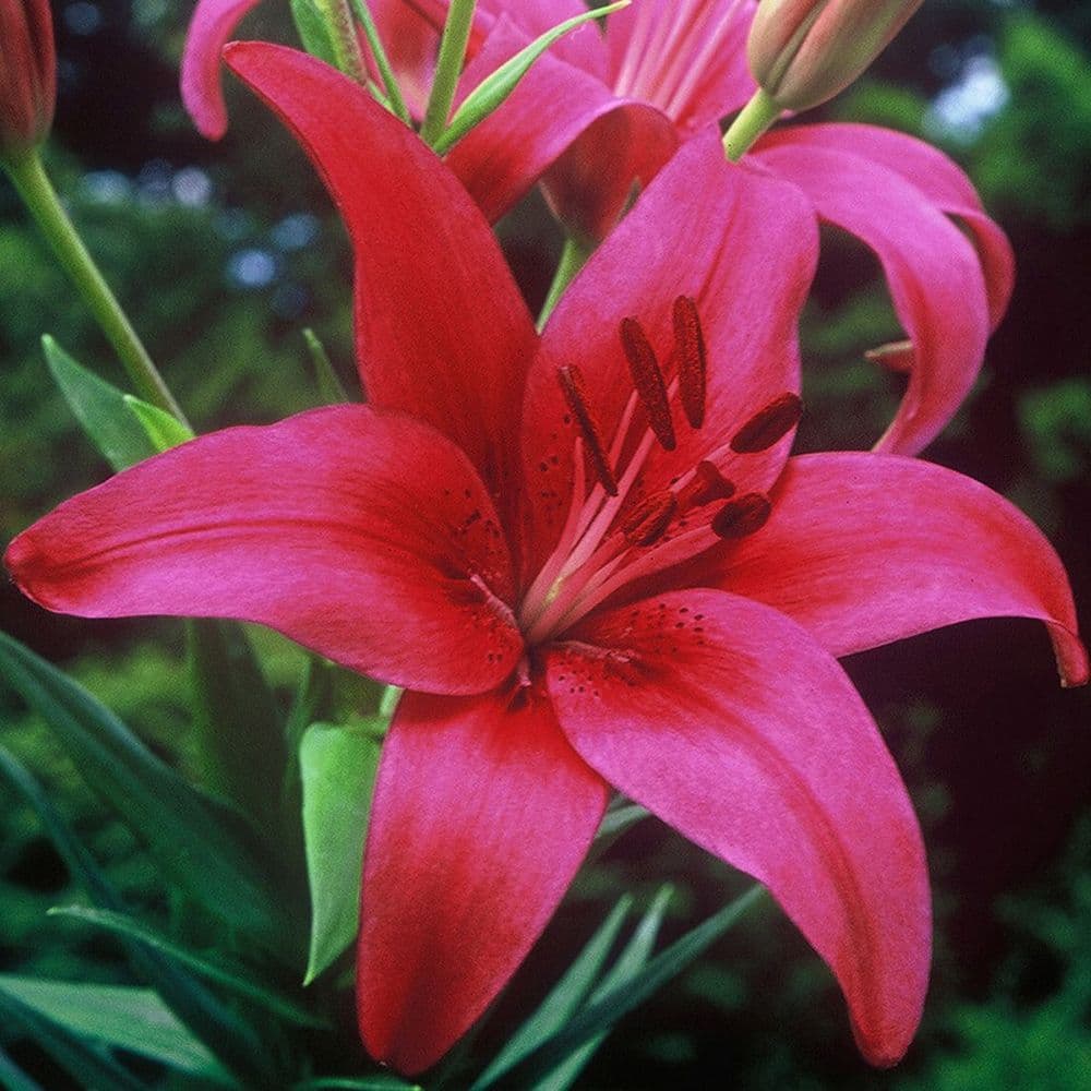 CÔTE D’AZUR ASIATIC LILY