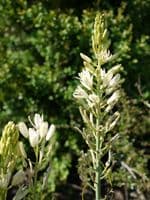 CAMASSIA LEICHTLINII ALBA