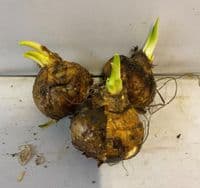 CAMASSIA LEICHTLINII ALBA