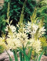 CAMASSIA LEICHTLINII ALBA
