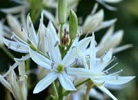 CAMASSIA LEICHTLINII ALBA