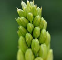 CAMASSIA LEICHTLINII ALBA