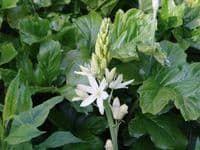 CAMASSIA LEICHTLINII ALBA