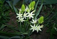CAMASSIA LEICHTLINII ALBA