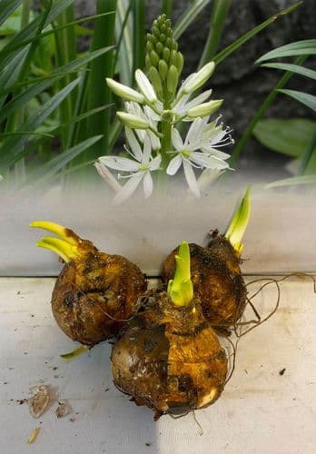 CAMASSIA LEICHTLINII ALBA